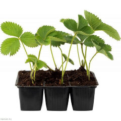 Земляника садовая (клубника) Азия