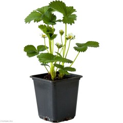 Земляника садовая (клубника) в ассортименте