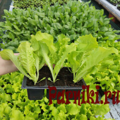 Рассада салата 6 шт